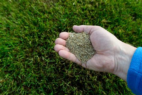 Fall grass seed. Things To Know About Fall grass seed. 